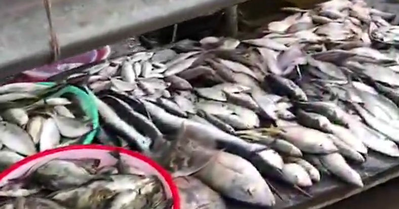 Walk around the Phu Quoc Duong Dong  Day Markets